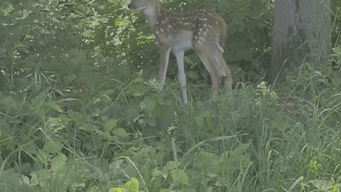 Baby deer