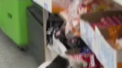 Cat Steals Food in Convenience Store | Try Not Laugh