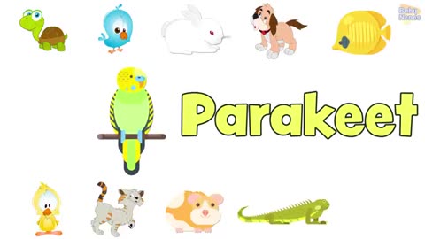 PETS in English for kids