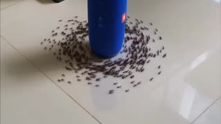 ANTS REACTING TO AC/DC