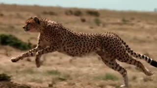 ⚡😲⚡ Top 3 FASTEST Animals in The World!