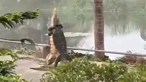 Video of two monitor lizard fighting while standing up goes viral