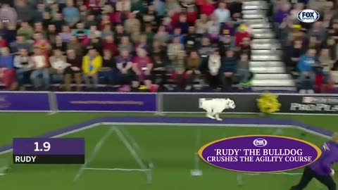 Watch 5 of the best wkc dog show moments to celebrate national puppy day