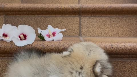 A beautiful dog is sitting on the stairs❤️