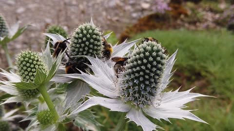 Bees Insect Hive Flower Garden Honey Nectar