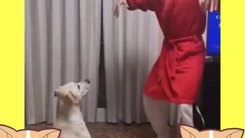 Cachorro brincando com dono/Dog playing with owner