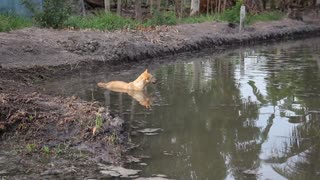 Dogs enjoy swimming