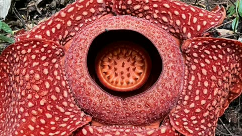 🌎's Largest Flower 🌹🌹🌷 RAFFLESIA ARNOLDII #short