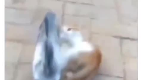Cat and Pigeon Fight
