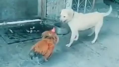 sneaky dog | funny dog video | dog vs cock | Try not to laugh