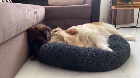 Golden Retriever Hates it when a German Shepherd tries to steal his bed!