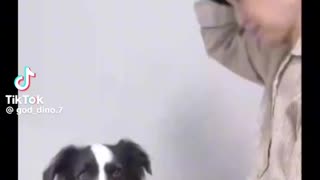 Dog loves to his owner