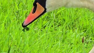 Swan feeding in close-up / beautiful white water bird feeding.