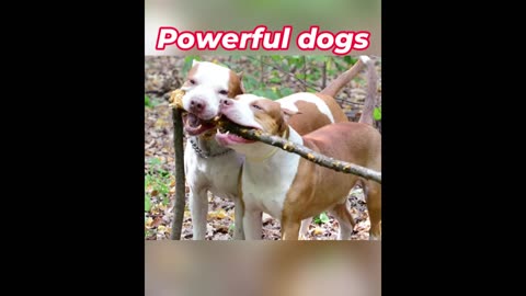 Powerful dogs
