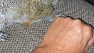 Pet Squirrel Loves Attention