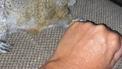 Pet Squirrel Loves Attention