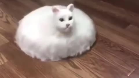 Roomba Cat