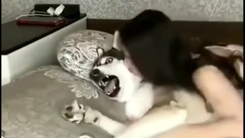 Funny Animals Dog And Cat 😺 Video - 2023