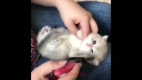 So many cute kittens videos compilation