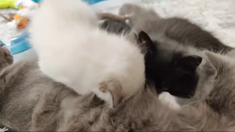 kitten , mother cat and some puppies playing together funny videos,rumble ,rumbling