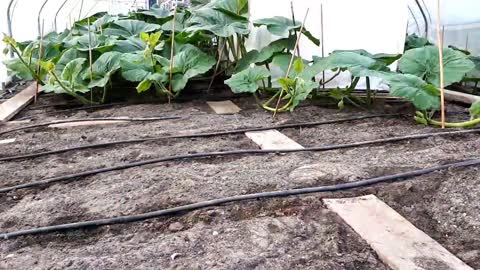 Timelapse _ From seed to 600kg Giant Pumpkin