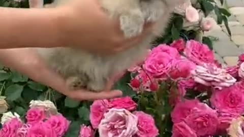 Do you love Flowers and the funniest puppy this video for you