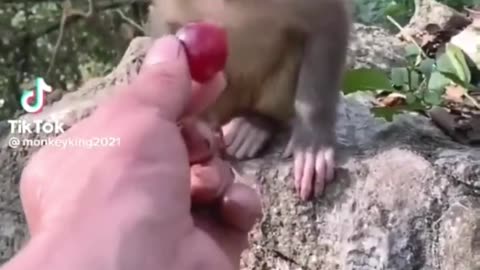 Sweet Monkey