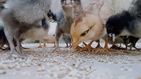 My New Chicks Playing and Feeding