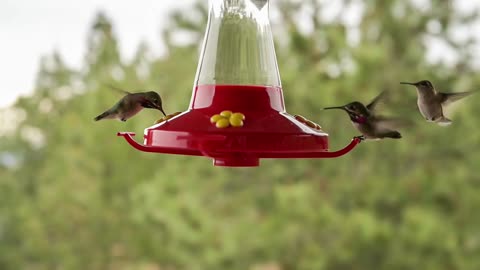 Majestic Slow Motion Video of Hummingbirds Drinking on Water Feeder