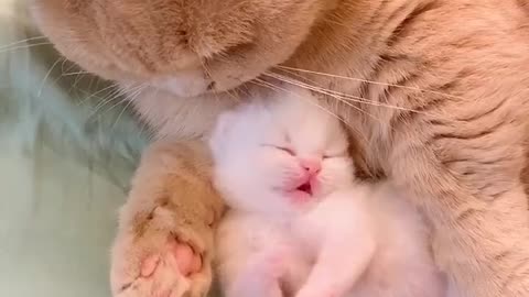 Eine Mutter Katze mit ihrem Baby