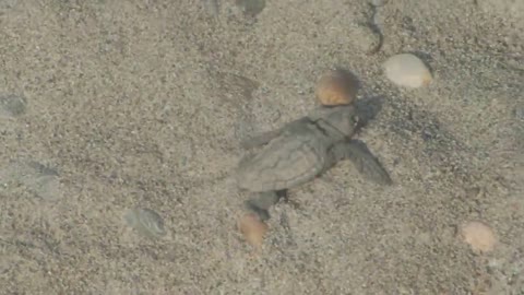 Sea Turtle Hatches Eggs