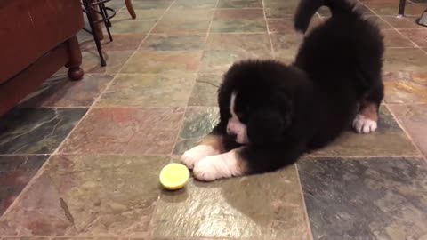 Cute Little Bernese Mountain Dog Plays With A Lemon!