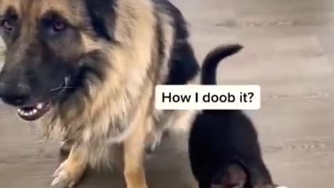 how to learn their dog german shepherd || dog training #viral #shorts #doglover #trending