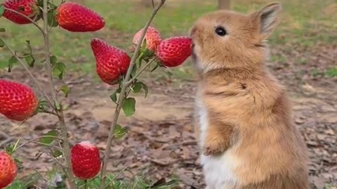 Cute rabbit with strawberry