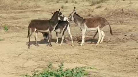 donkey meeting