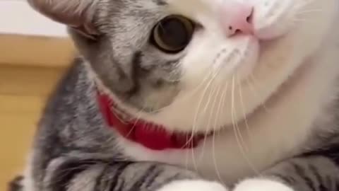Funny Cat Moment - Do I look dumb