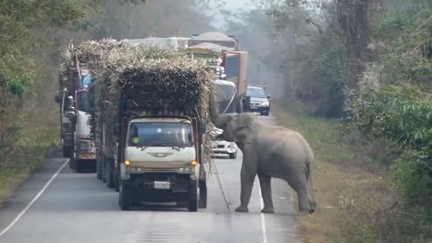 Elephant Blocks Trucks To Steal Bundles Of Sugar Cane From Them