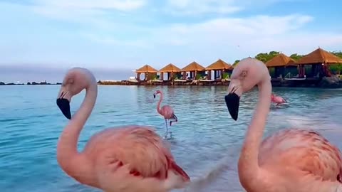 Flamingoes of the carribeans