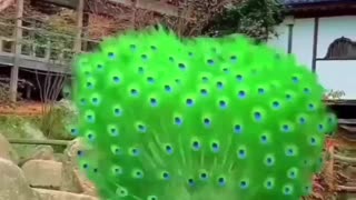 Luxurious Peacock's Tails