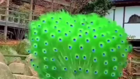 Luxurious Peacock's Tails