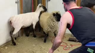 A sheeps first Haircut 💇 🐑