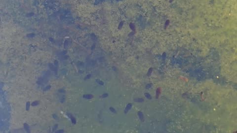 Larvae in a puddle / life in the water.