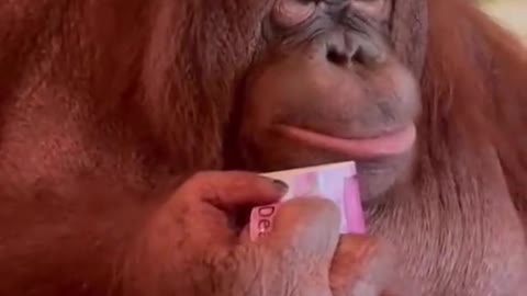 orangutan drink tea