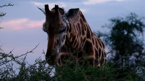 a-giraffe-feeding-on leaves 2021