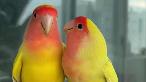 Beautiful parrots couple 😍
