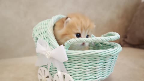 Day 20: Cute Baby Kittens in Lovely Prams of Different Colors