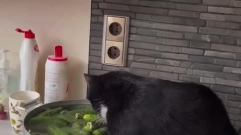 Purr-fect Kitchen Helper: Cat Gets Sudsy with Cuke Bubble Bath