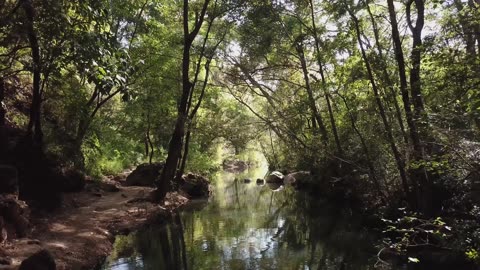 Forest Stream In The Sunlight