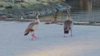 Geese at Black Point Boat Ramp