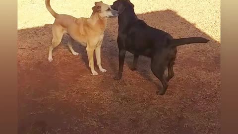 How big well-socialized dogs play.